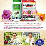 Ad-ของโซตัส