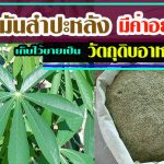 ใบมันสำปะหลัง-มีค่าอย่าทิ้ง-เก็บขายเป็นวัตถุดิบอาหารสัตว์2