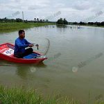 การหว่านสารปรับสภาพน้ำ-ดรากุ้งสามตัว