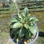 11.Dorstenia-Foetida-Variegated