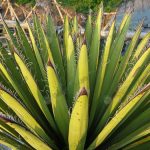 3.ใบของ-Yucca-carnerosana-ใบแข็งตรงคล้ายดาบ-ฟอร์มคอมแพค-และกระชับทรง