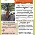 1.การแพร่ระบาดของโรครากเน่า-โคนเน่า-ในทุเรียน