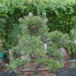 2.สนดำญี่ปุ่น-Japanese-black-pine-ทรงบอนไซ