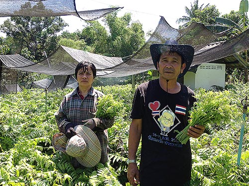 2.คุณธนพร-เอี่ยมสมัย-และคุณพูนผล-ศรีสุขแก้ว-เจ้าของสวนผักกูด