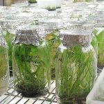 6.พืชได้ปริมาณที่มาก และผลผลิตที่ได้มาตรฐาน (https.upload.wikimedia.orgwikipediacommons009Plant_Tissue_Culture_Lab_-_Atlanta_Botanical_Garden)