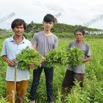 กะเพราที่ตัดแล้วจะมีใบใหญ่