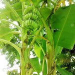 ต้นกล้วย (https.upload.wikimedia.orgwikipediacommonsbb9Banana_Tree_2)