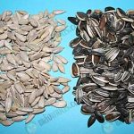 4.ตัวอย่างเมล็ดทานตะวันแบบแกะเปลือกและไม่เเกะเปลือก (https.upload.wikimedia.orgwikipediacommons001Sunflower_seeds)