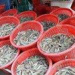 3.ผลผลิตกุ้งขาวแวนนาไมพร้อมส่ง