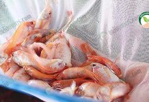 พันธุ์ปลาทับทิม “ทับทิมเพชร”