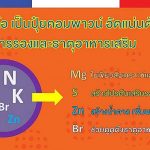 2.ปุ๋ยคอมพาวน์อัดแน่นด้วยธาตุอาหารรอง และธาตุอาหารเสริม