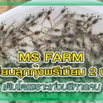 ms farm copy