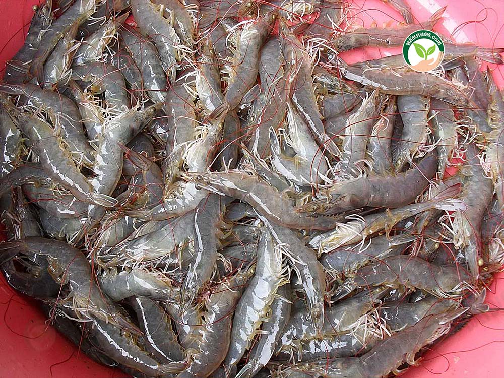 กุ้งแวนาไม