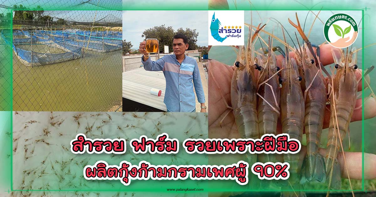 ปกสำรวยฟาร์มรวยเพราะฝีมือผลิตกุ้งก้ามกราม 90% copy