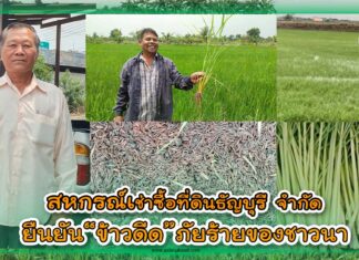 สหกรณ์เช่าซื้อที่ดินธัญบุรีจำกัด ยืนยัน “ข้าวดีด” ภัยร้ายของชาวนา ปกสหกรณ์ธัญบุรี จำกัด copy
