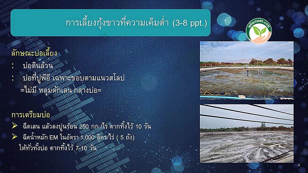 กุ้งขาวในน้ำความเค็มต่ำ