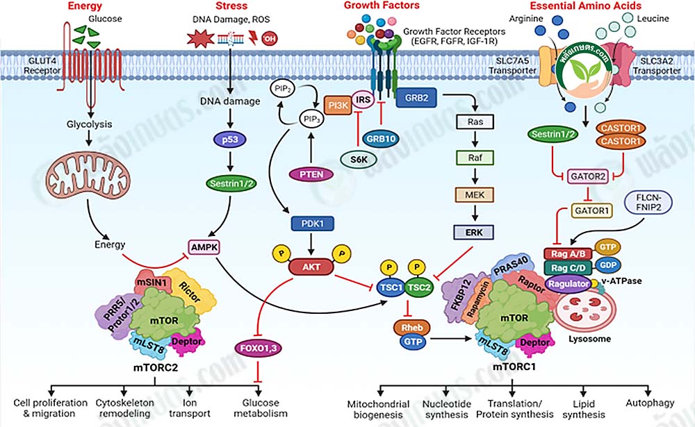 การทำงานของ mTOR ( Ref : Vivek panwar etc 375 (2023) 