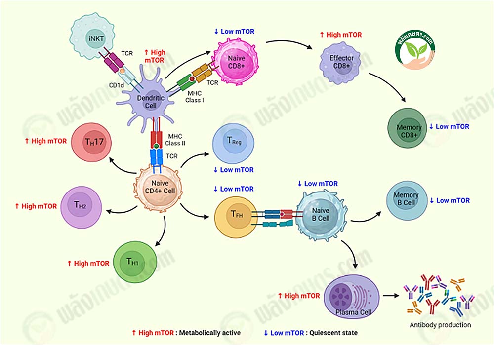 (mTOR มีความสำคัญต่อการตอบสนองภูมิคุ้มกัน) Ref : Vivek Panwar 375 (2023)